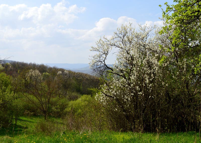 Landschap in de lente royalty-vrije stock afbeeldingen