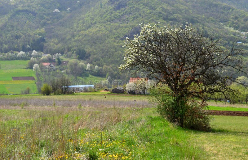 Landschap in de lente stock afbeeldingen