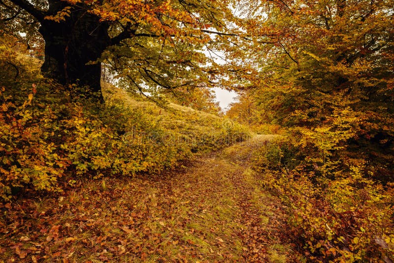 Landschap met bomen in herfstkleuren stock afbeeldingen