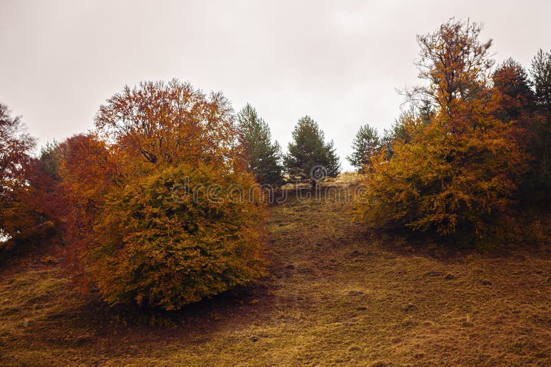 Landschap met bomen in de herfstkleuren royalty-vrije stock foto's