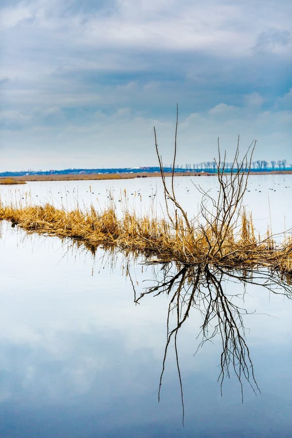 Landschap met bomen en meer stock afbeelding