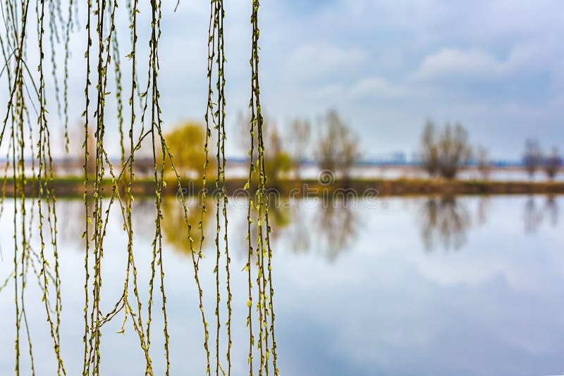 Landschap met bomen en meer royalty-vrije stock foto's