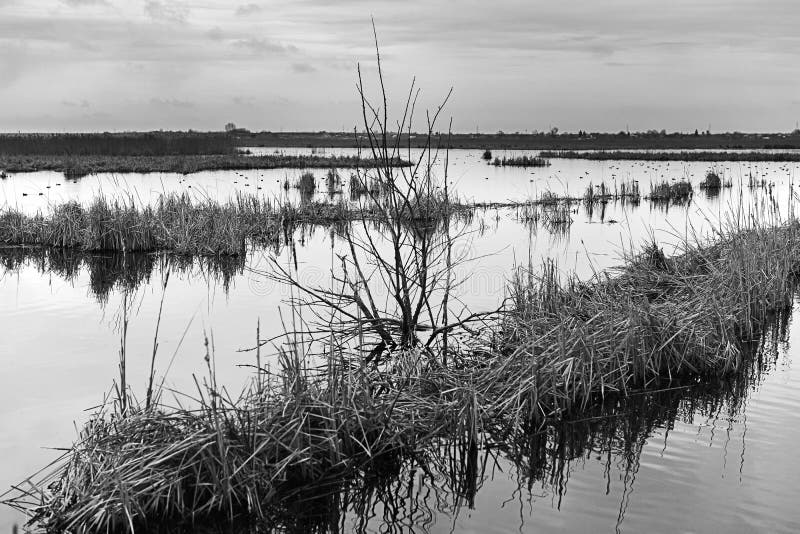 Landschap met bomen en meer stock afbeeldingen