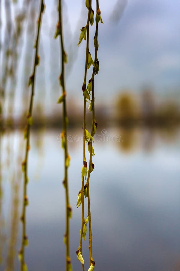 Landschap met bomen en meer stock afbeelding