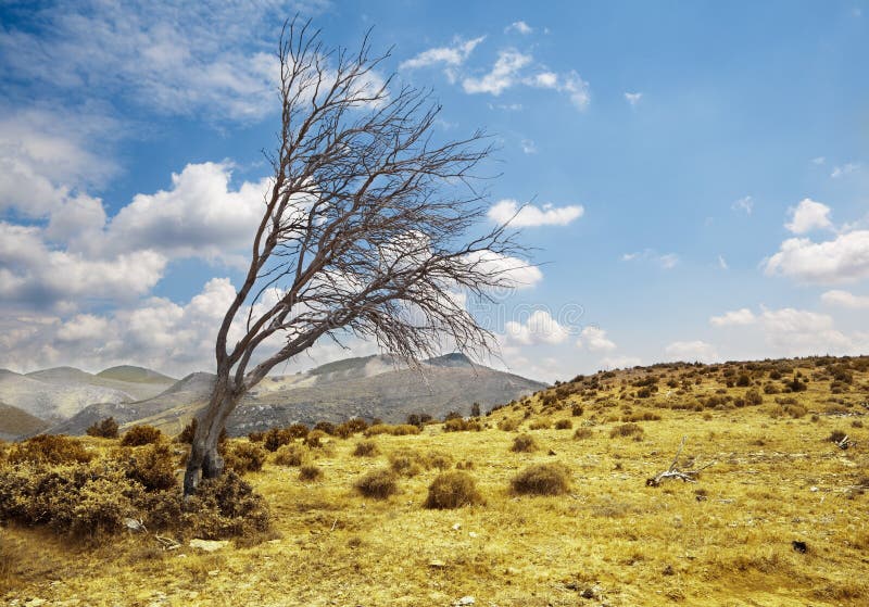 Landschap met eenzame droge boom stock foto Landschap met eenzame droge boom stock foto