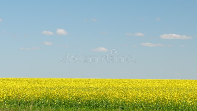 Landschap in landschap met gele raapzaad. panorama.