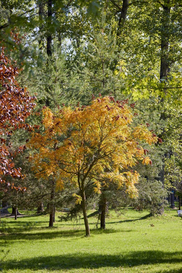 Landschap met herfstbomen stock foto's