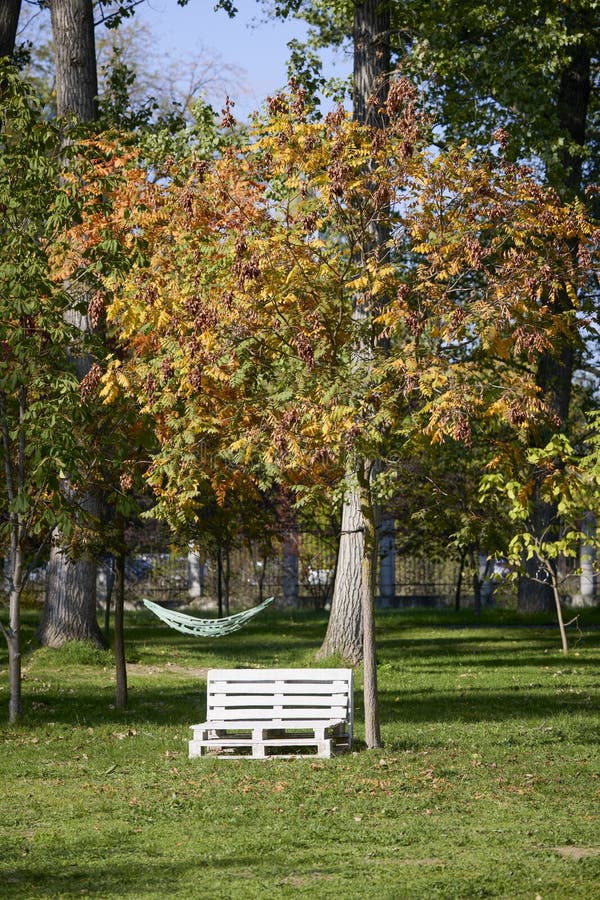 Landschap met herfstbomen royalty-vrije stock foto