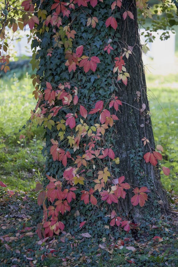 Landschap met herfstbomen royalty-vrije stock fotografie