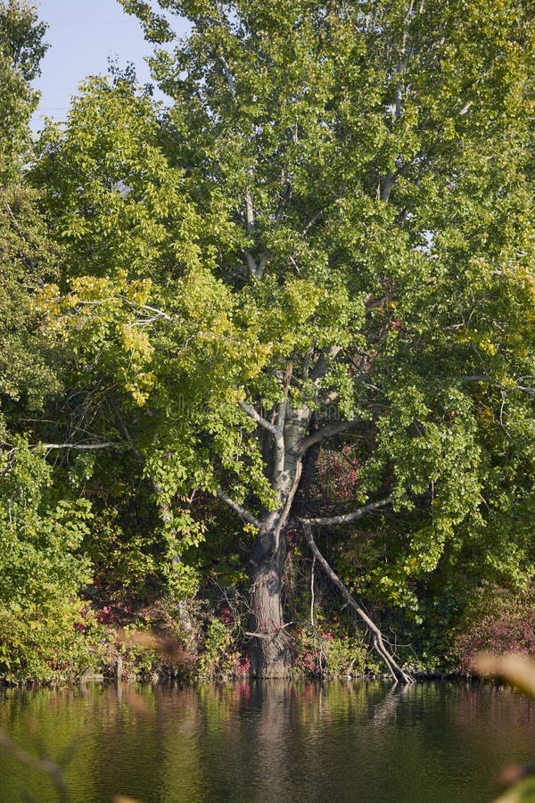 Landschap met herfstbomen stock afbeelding