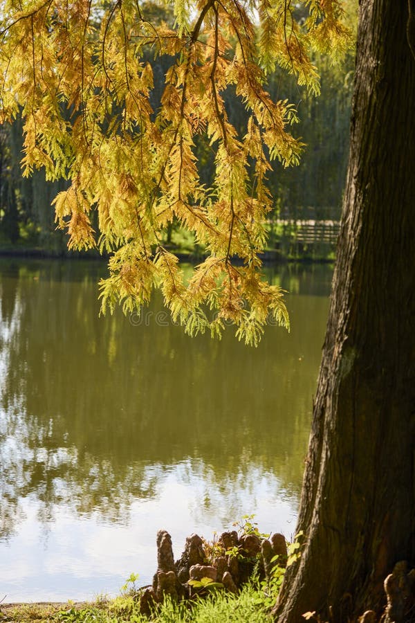 Landschap met herfstbomen stock fotografie