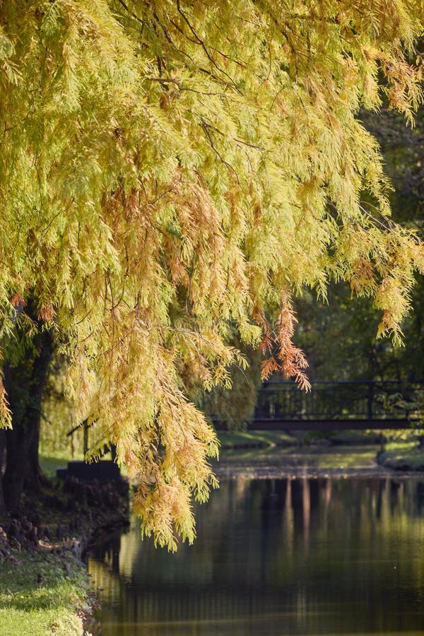Landschap met herfstbomen stock afbeelding