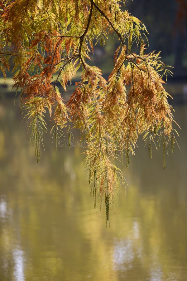 Landschap met herfstbomen royalty-vrije stock afbeelding