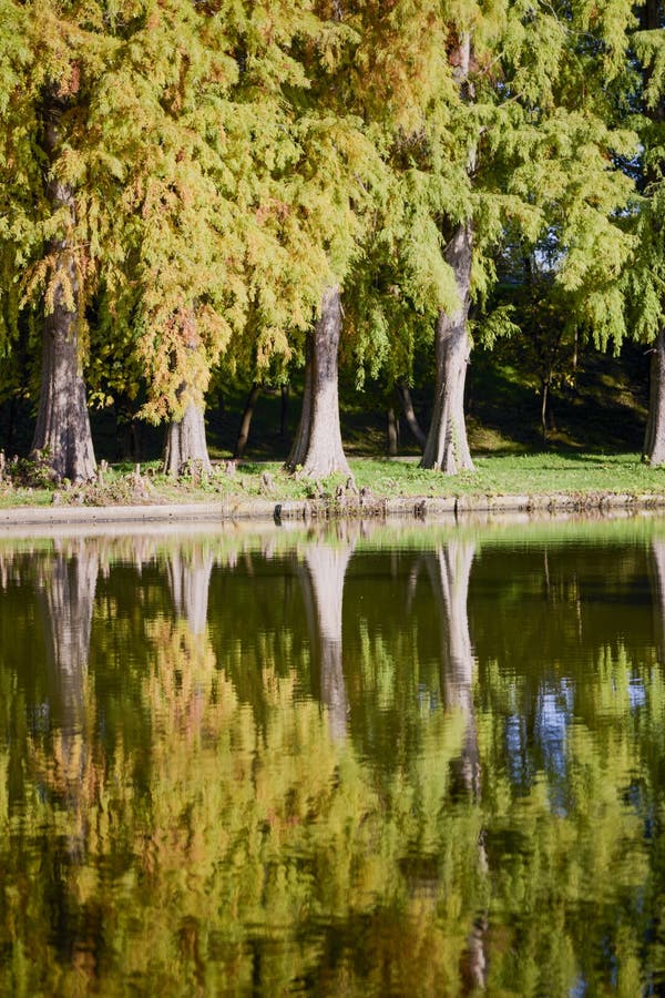 Landschap met herfstbomen royalty-vrije stock foto's