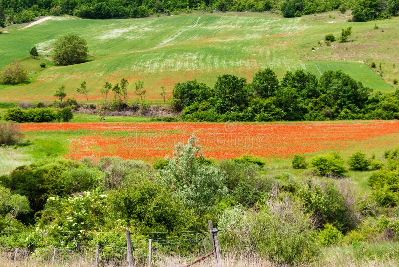 Landschap met papavers royalty-vrije stock foto