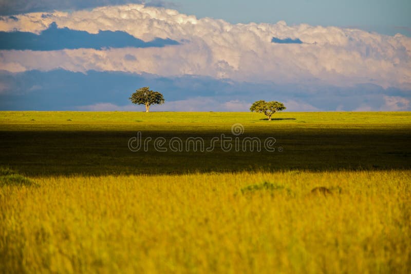 Landschap met savannebomen in Afrika, Safari stock afbeelding