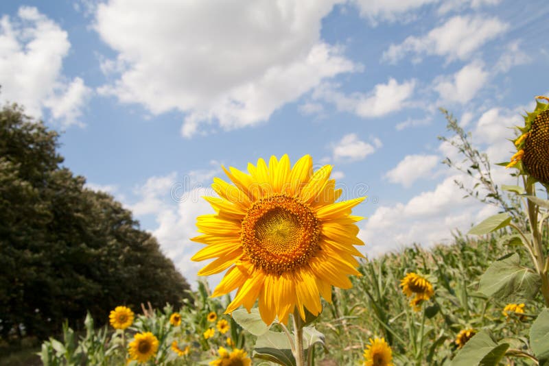 Landschap met zonnebloemgebied over bewolkte blauwe hemel royalty-vrije stock fotografie Landschap met zonnebloemgebied over bewolkte blauwe hemel royalty-vrije stock fotografie