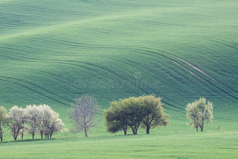 Landschap van de plattelands het groene landbouwgrond stock foto's Landschap van de plattelands het groene landbouwgrond stock foto's