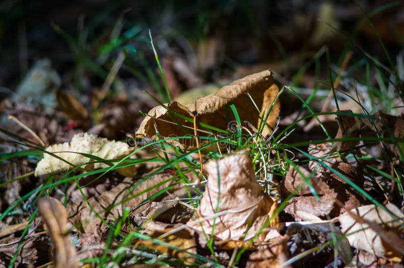 landschap van de vroege herfst, het oude Park, de bomen, het groene gras, de heldere rode en gele bladeren royalty-vrije stock fotografie landschap van de vroege herfst, het oude Park, de bomen, het groene gras, de heldere rode en gele bladeren royalty-vrije stock fotografie