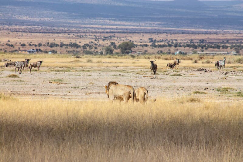 Landschap van de wildernis die het wild tonen royalty-vrije stock foto's Landschap van de wildernis die het wild tonen royalty-vrije stock foto's