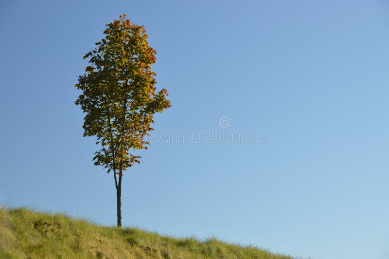 Landschap van eenzame boom in de herfstkleuren op een grasheuvel met heldere blauwe hemel royalty-vrije stock fotografie Landschap van eenzame boom in de herfstkleuren op een grasheuvel met heldere blauwe hemel royalty-vrije stock fotografie