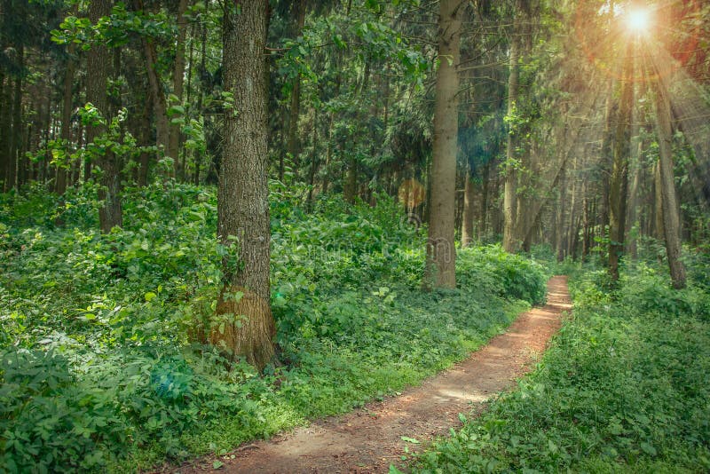 Landschap van het lopen van weg in groen de zomerbos royalty-vrije stock afbeelding Landschap van het lopen van weg in groen de zomerbos royalty-vrije stock afbeelding