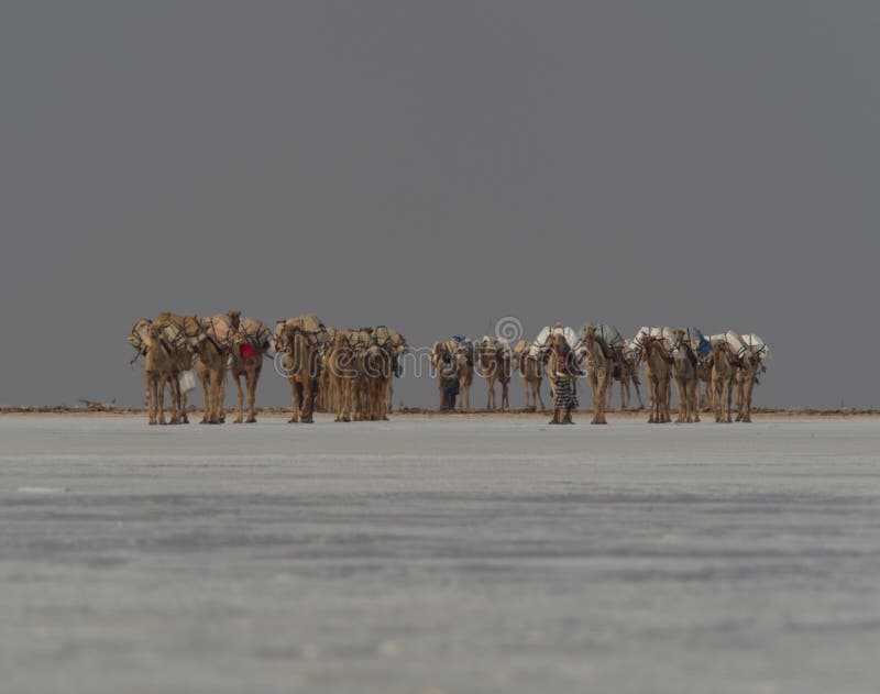 Landscape portrait of camel caravan in the distance transporting salt across salt flats Afar Region, Ethiopia. Landscape portrait of camel caravan in the distance transporting salt across salt flats Afar Region, Ethiopia.