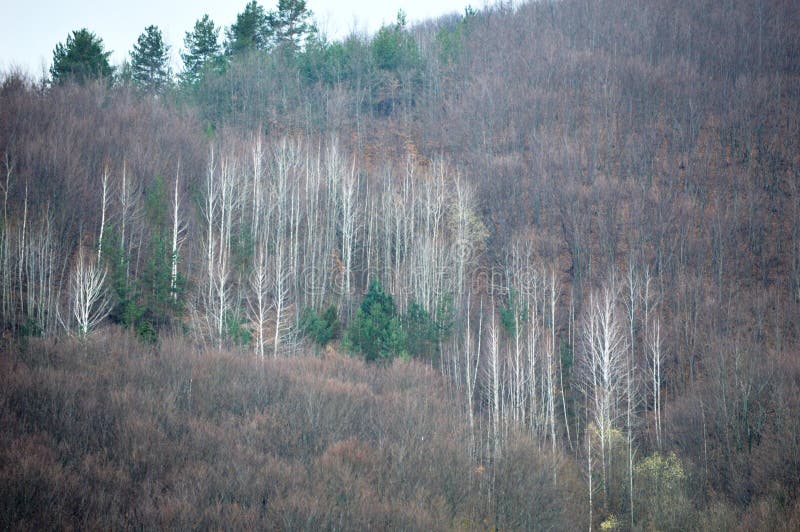 Landschap in vroege lente stock afbeelding