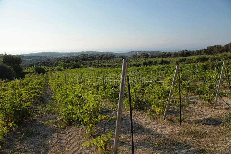 Landschapsmening van een wijngaard en groene heuvels in Kreta, Griekenland stock foto Landschapsmening van een wijngaard en groene heuvels in Kreta, Griekenland stock foto