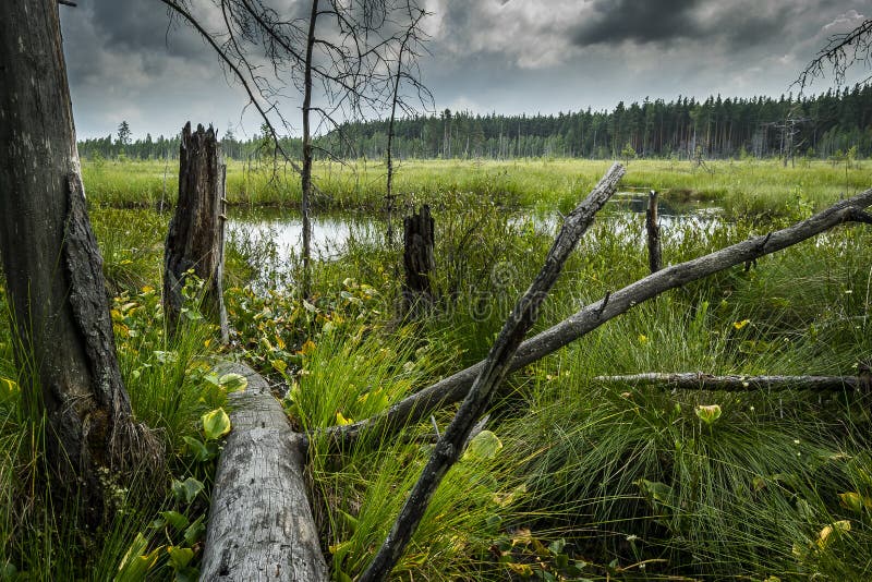 Landschapsmoeras in het bos, moerassige panorama met groene moerasvegetatie, dode bomen en sombere hemel royalty-vrije stock foto's Landschapsmoeras in het bos, moerassige panorama met groene moerasvegetatie, dode bomen en sombere hemel royalty-vrije stock foto's