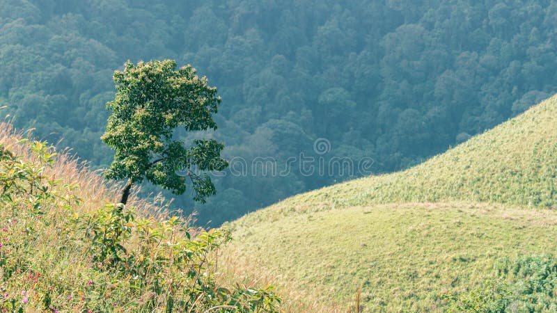 Landschapsopvattingen van bergweiden royalty-vrije stock afbeelding Landschapsopvattingen van bergweiden royalty-vrije stock afbeelding