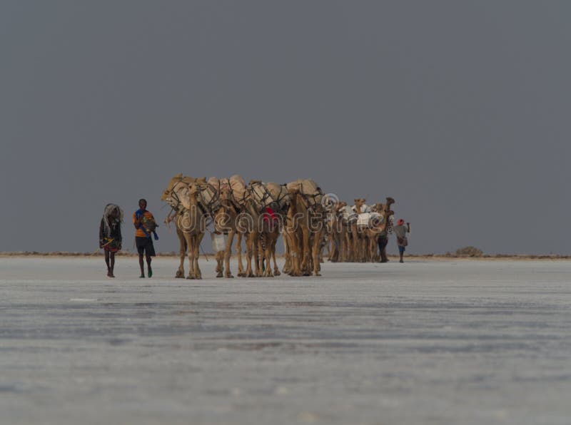 Landscape portrait of camel caravan in distance transporting salt across salt flats Afar Region, Ethiopia. Landscape portrait of camel caravan in distance transporting salt across salt flats Afar Region, Ethiopia.