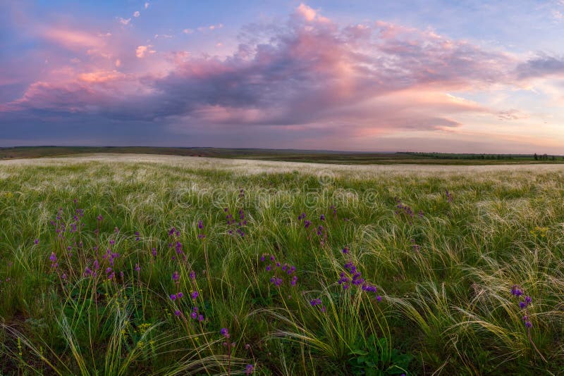 Landschapsweide met een pluimgras en een bloem stock fotografie