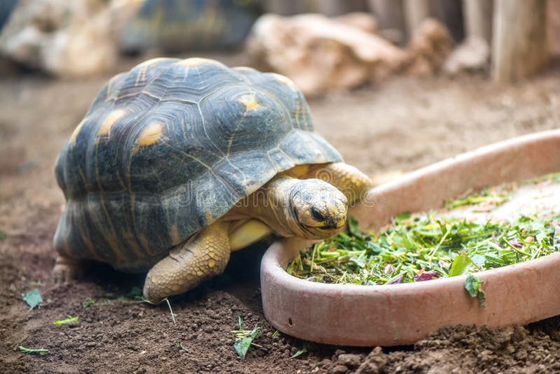 Landschildkröte, die Frischgemüse isst stockfoto Landschildkröte, die Frischgemüse isst stockfoto