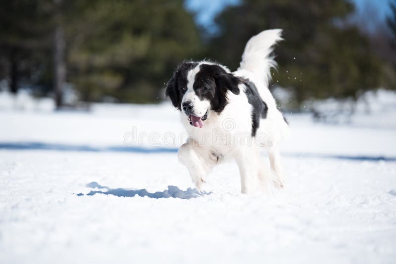 Landseer im Schneewinterweiß, das reine Zucht spielt. Landseer im Schneewinterweiß, das schöne Landschaft der reinen Zucht spielt
