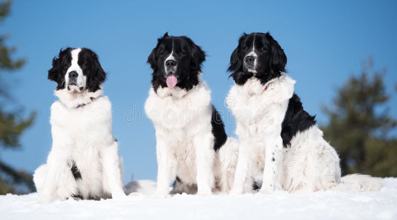 Landseer im Schneewinterweiß, das reine Zucht spielt stockfoto