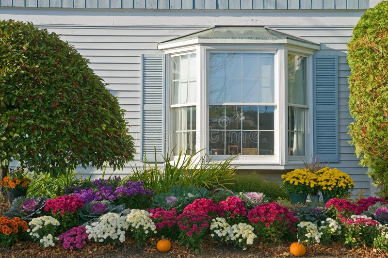 Autumn flowers (mums) and landscaping outside of a house with a large bay window. Autumn flowers (mums) and landscaping outside of a house with a large bay window.