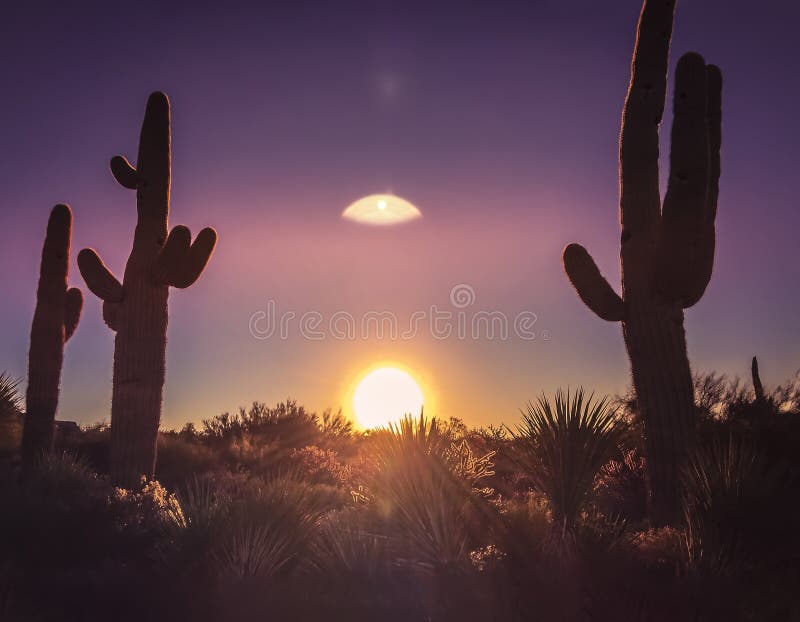 Landskap för träd för Arizona ökenkaktus arkivfoton Landskap för träd för Arizona ökenkaktus arkivfoton