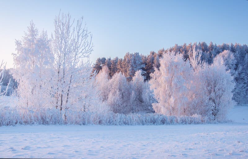 Landskap för vinternatur Frostiga träd på snöskugga på morgonen Xmas-bakgrund arkivfoto