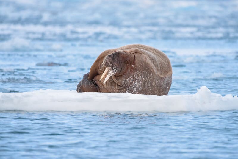 Landskapnaturvalross på en isisflak av dagen för Spitsbergen Longyearbyen Svalbard den arktiska vintersolsken arkivfoto Landskapnaturvalross på en isisflak av dagen för Spitsbergen Longyearbyen Svalbard den arktiska vintersolsken arkivfoto