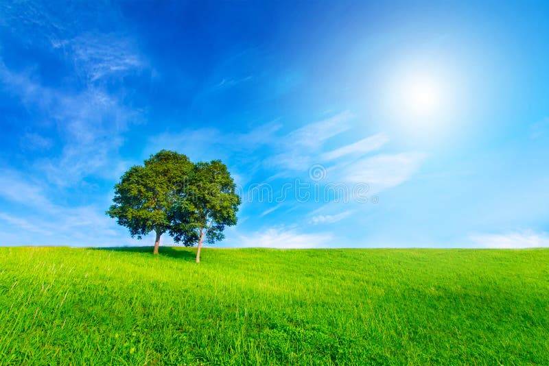 Landskapträd i klar gräsplan och blåttnatur och sol på blått sk