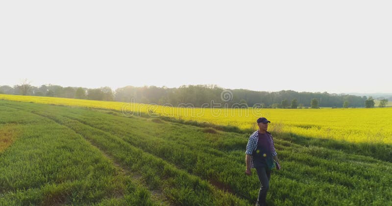 Landwirt, der auf Bauernhof mit digitaler Tablette bei Goldsonnenuntergang geht