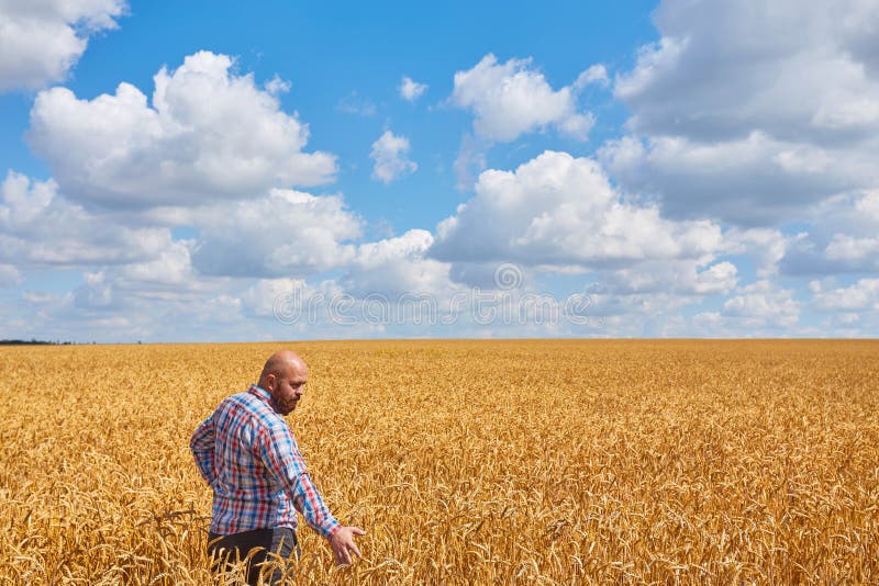 Landwirt, der auf einem Weizengebiet steht lizenzfreie stockfotos Landwirt, der auf einem Weizengebiet steht lizenzfreie stockfotos