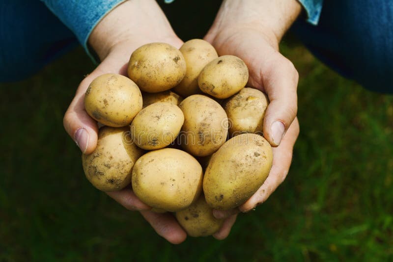 Landwirt, der in den Händen die Ernte von Kartoffeln gegen grünes Gras hält Organisches Gemüse bewirtschaften lizenzfreies stockbild Landwirt, der in den Händen die Ernte von Kartoffeln gegen grünes Gras hält Organisches Gemüse bewirtschaften lizenzfreies stockbild
