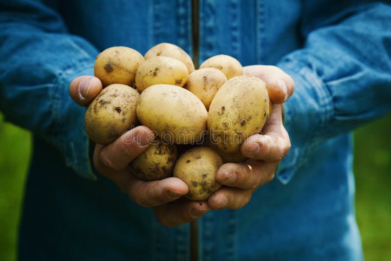 Landwirt, der in den Händen die Ernte von Kartoffeln im Garten hält Organisches Gemüse bewirtschaften
