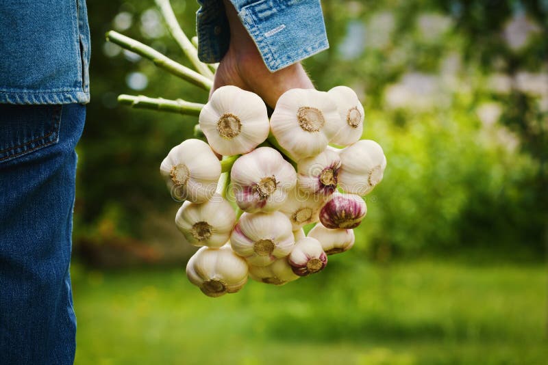 Landwirt, der ein Bündel Knoblauch im Garten hält Organisches Gemüse bewirtschaften stockfoto Landwirt, der ein Bündel Knoblauch im Garten hält Organisches Gemüse bewirtschaften stockfoto