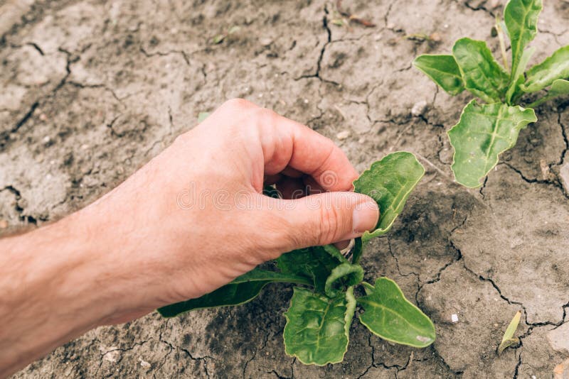 Landwirt, der junge Zuckerr?benfabriken auf dem Gebiet ?berpr?ft lizenzfreie stockfotografie Landwirt, der junge Zuckerr?benfabriken auf dem Gebiet ?berpr?ft lizenzfreie stockfotografie