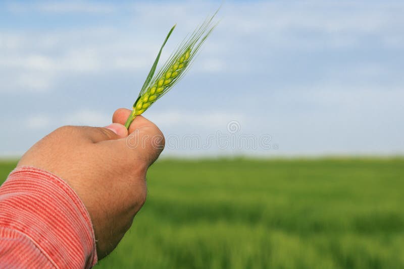 Landwirt, der Weizen in seiner Hand hält lizenzfreies stockbild Landwirt, der Weizen in seiner Hand hält lizenzfreies stockbild