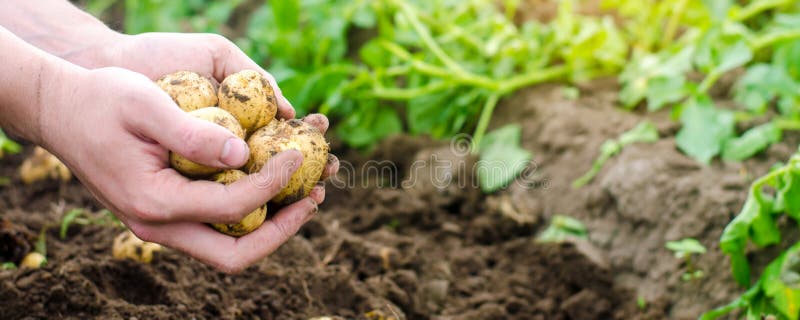 Landwirt hält in seinen Händen, die junge gelbe Kartoffeln sind und erntet, Saisonarbeit auf dem Gebiet, Frischgemüse, die Landwi lizenzfreies stockbild