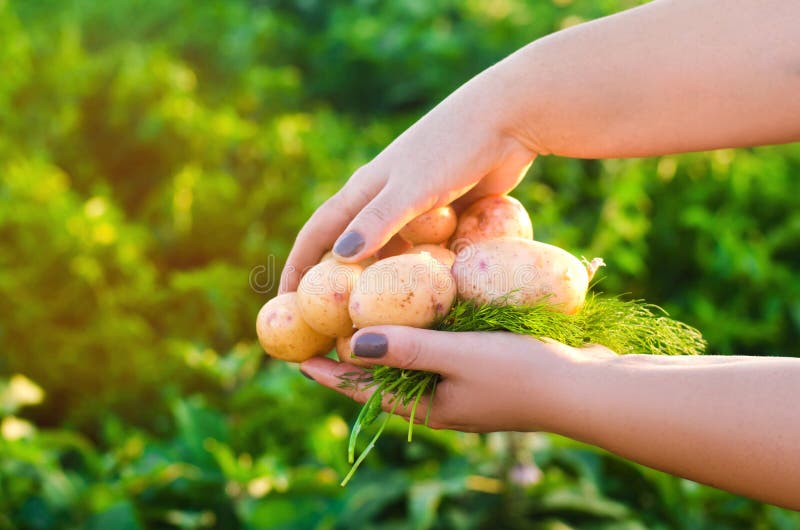 Landwirt hält in seinen Händen junge gelbe Kartoffeln Ernten der Kartoffel Saisonarbeit auf dem Gebiet Frisches vegetables landwi stockfotografie Landwirt hält in seinen Händen junge gelbe Kartoffeln Ernten der Kartoffel Saisonarbeit auf dem Gebiet Frisches vegetables landwi stockfotografie